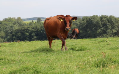 4. Farmwalk zum Thema „Hochleistungskuh und saisonale Vollweide – wie geht das tiergerecht?“