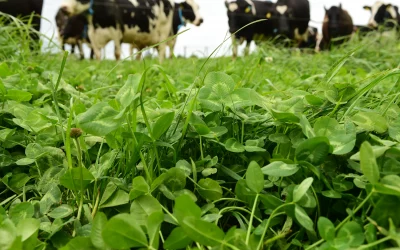 Young Farmers Tour 2025 nach Irland
