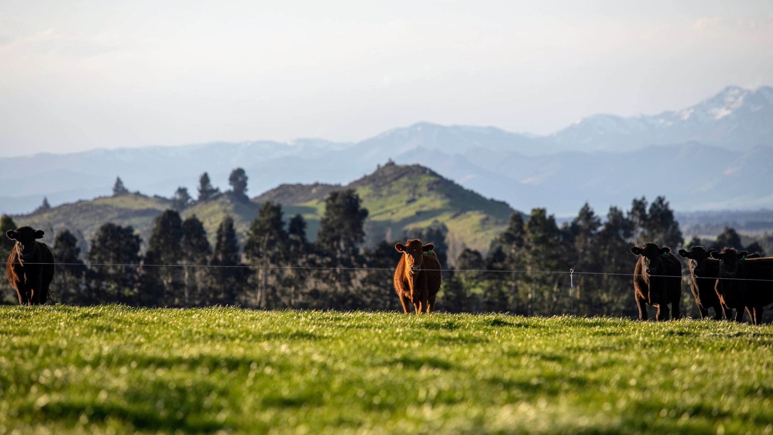 Kuh_Landschaft_16zu9